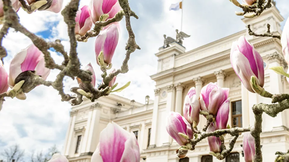 Photo of pink flowers in front of a white building.