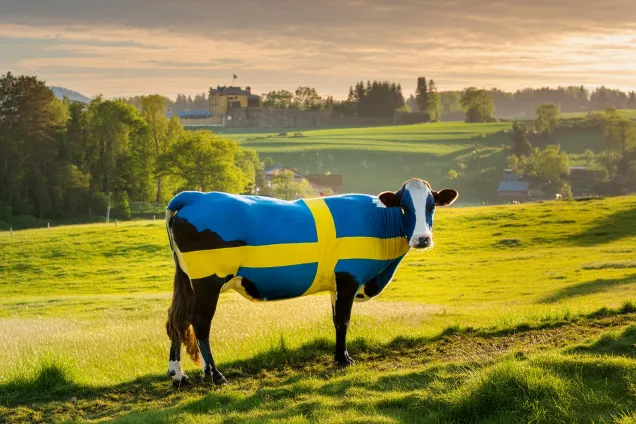 En svensk flagga målad på en ko på en äng.