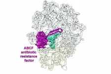 Kryo-EM-genererad bild av en resistensfaktor (violett) som skyddar proteinfabriken, ribosomen, (vit/grå). Illustration.