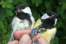 Två småfåglar som hålls i en hand. Foto.