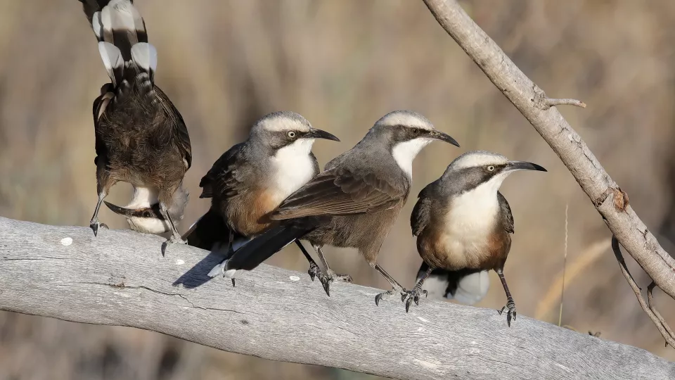 Fyra fåglar sitter bredvid varandra på en gren.