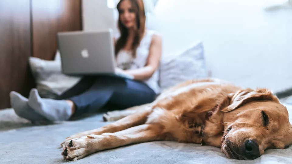 Sovande hund och kvinna med laptop i knät.