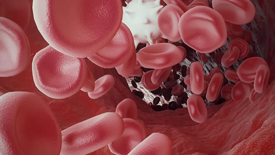bild på blodceller