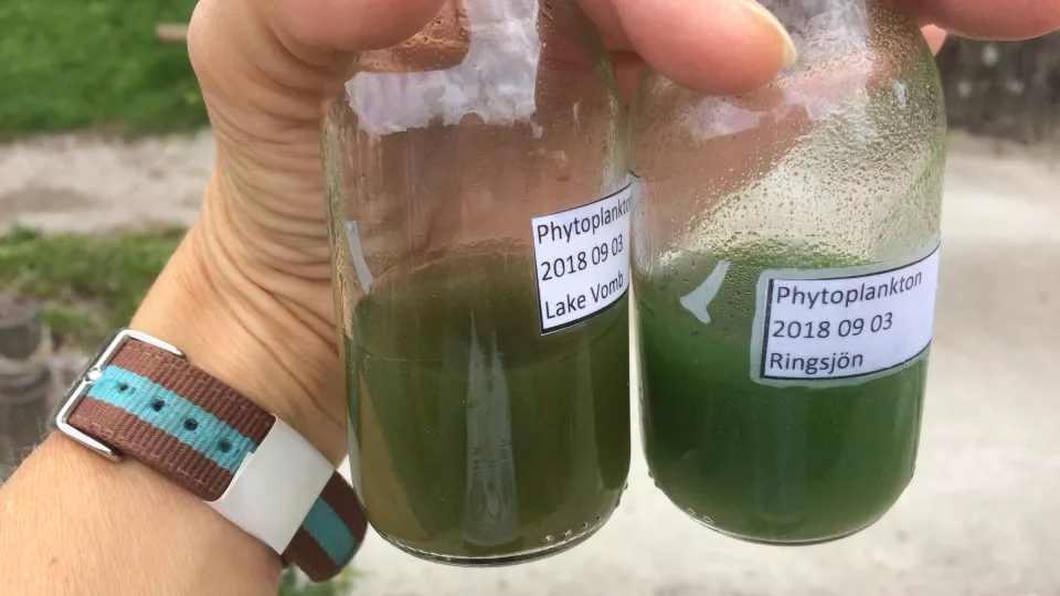 alger i provbehållare