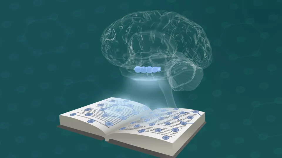 Bild som visar en hjärna och delen hippocampus är markerad. 
