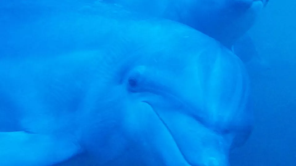 Delfiner orienterar sig till havs genom skicka ut korta ljudpulser som ekar mot omgivningen. Ny forskning tar reda på hur det faktiskt går till. Bild: Josefin Starkhammar.