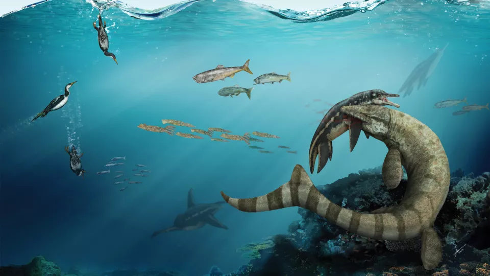 Livet i det skånska havet för många miljoner år sedan. Illustration: Gabriel Ugueto.
