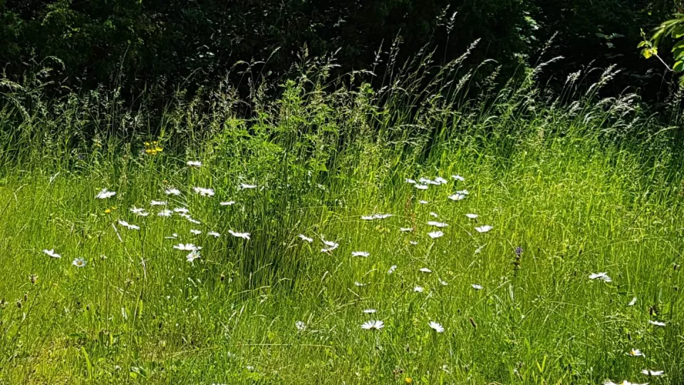 Bild på blommande sommaräng i Sverige.