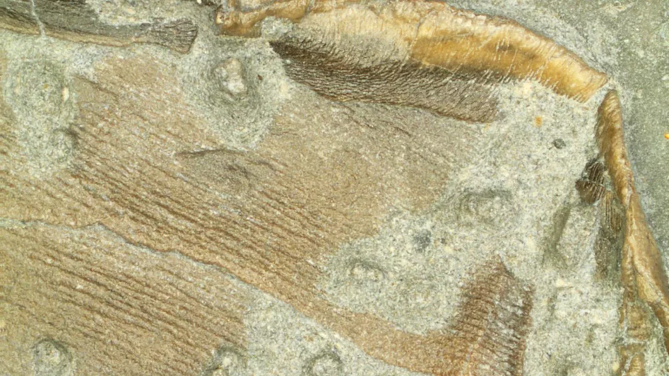 Närbild på fossil fena