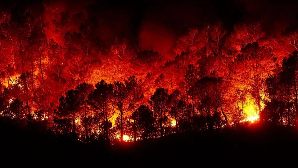 Marken förlorar näring när skogen brinner.