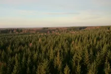 Översiktsbild på granskog som drabbats av torka.