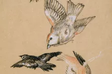Målning. Småfåglar av olika arter.