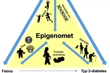 Epigenomet påverkas av en mängd olika faktorer såsom genetiska variationer i arvsmassan, ålder, träning och kost. Illustration: Tina Rönn