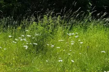Bild på blommande sommaräng i Sverige.