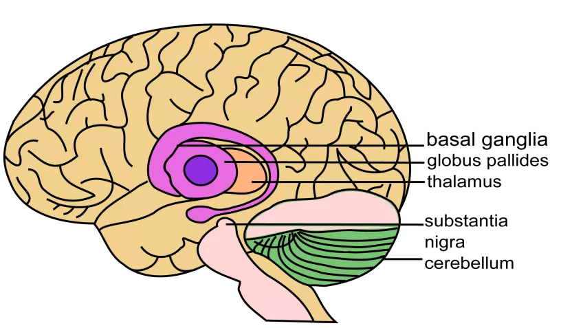 bild på hjärna