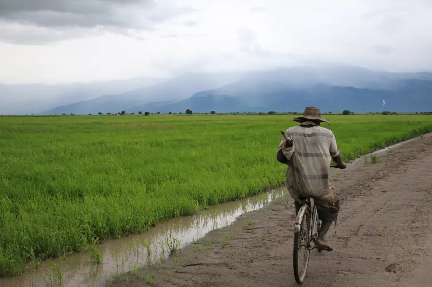 En bild på en man som cyklar genom ett risfält.