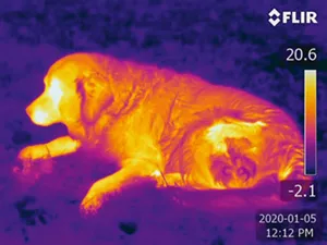 Hund i genomskärning med värmekamera