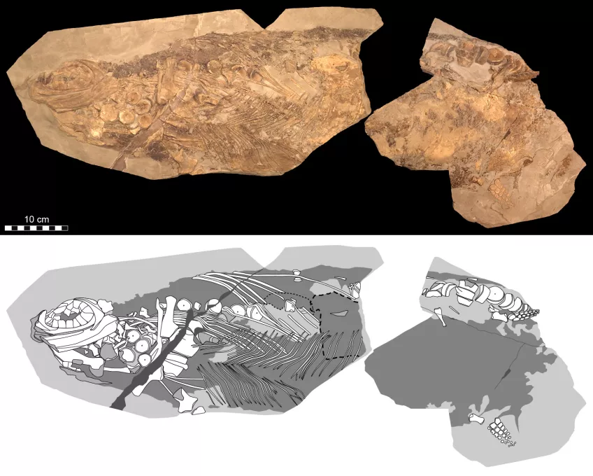 Fossilet samt teckning på de delar av djuret som bevarats