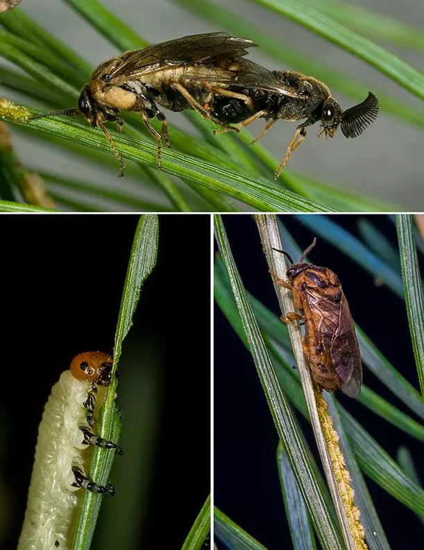 collage med larv som äter barr och fullt utvecklad tallstekel.