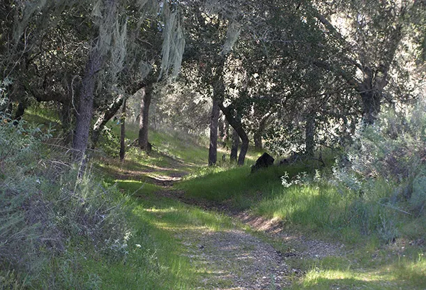 En skogsväg slingrar sig mellan träden.